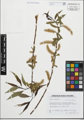 Foto von Salix fragilis L.